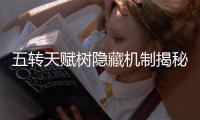 五转天赋树隐藏机制揭秘私服中那些被遗忘的神技